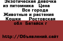 Экзотическая девочка из питомника › Цена ­ 25 000 - Все города Животные и растения » Кошки   . Ростовская обл.,Батайск г.